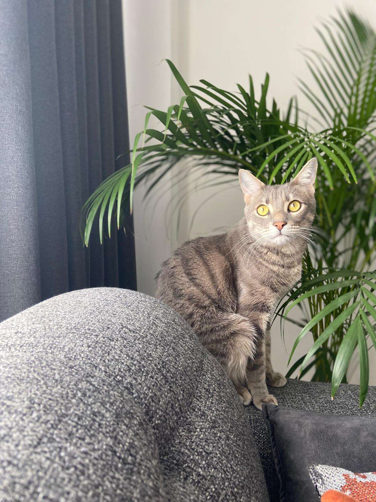 Menteşe’de Kayıp Kedi İçin 20 Bin TL Ödül Verilecek 3